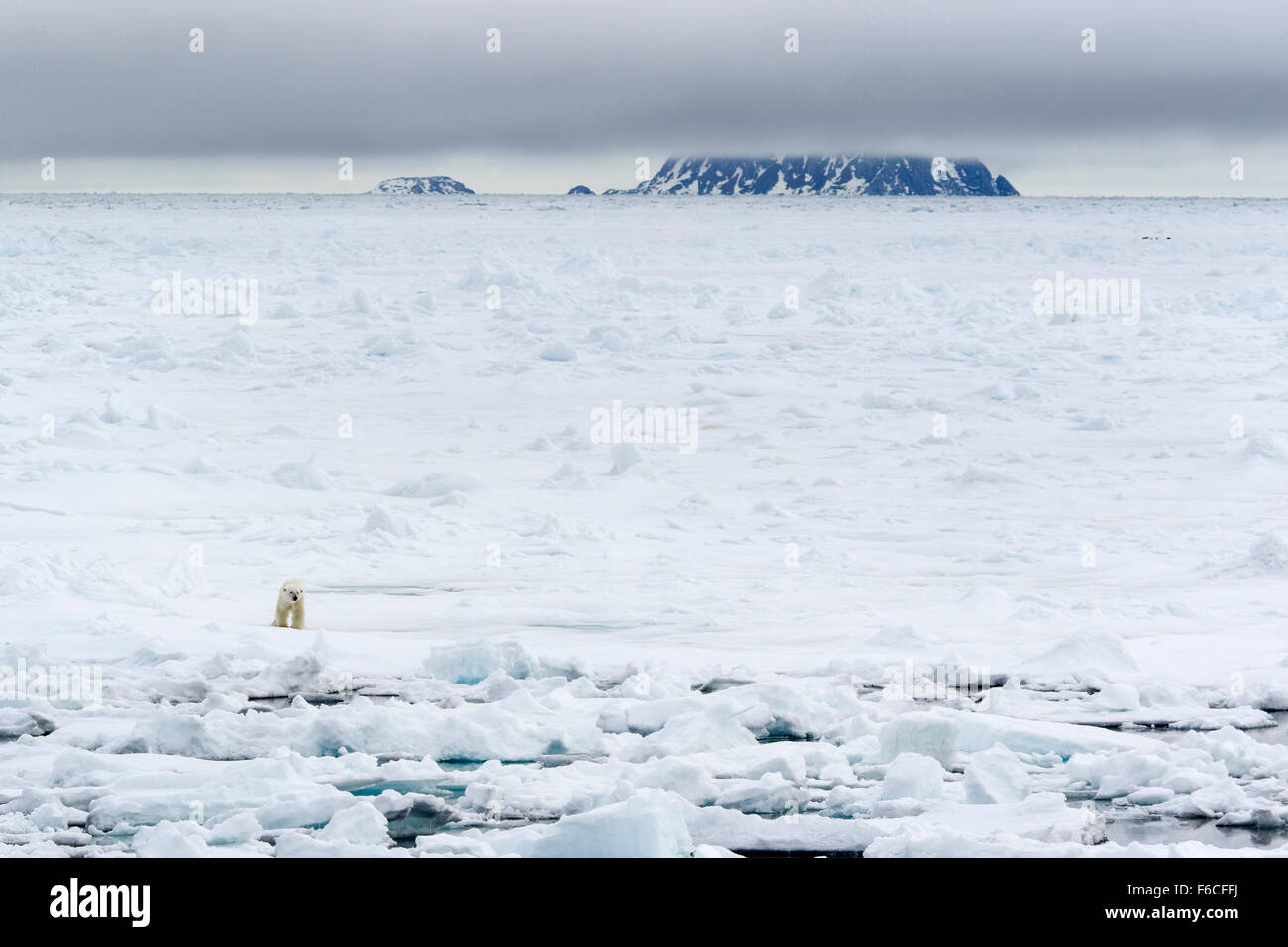 Eisbär auf Packeis, Spitzbergen, Norwegen / EuropeUrsus Maritimus Stockfoto