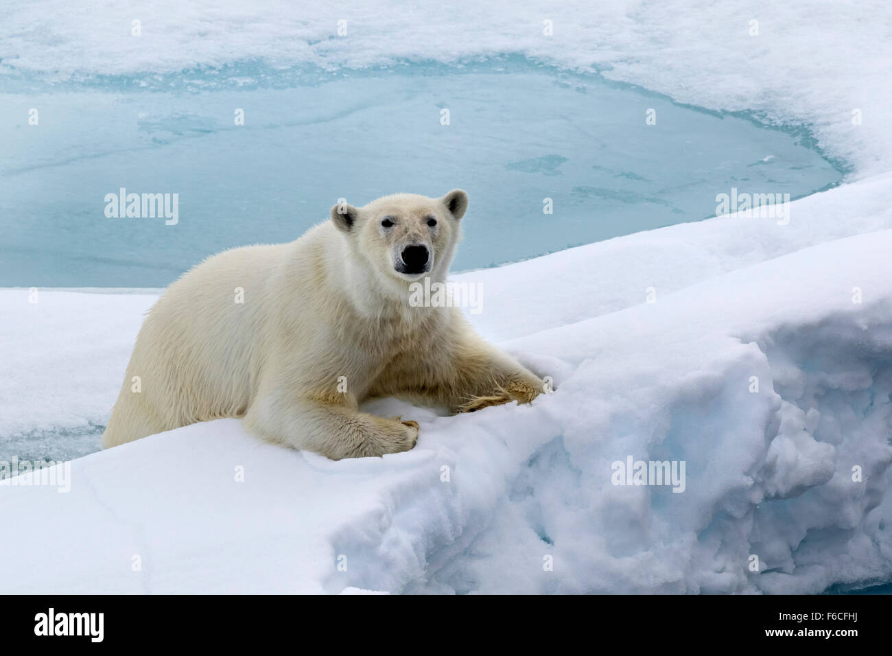 Eisbär auf Packeis, Spitzbergen, Norwegen / EuropeUrsus Maritimus Stockfoto