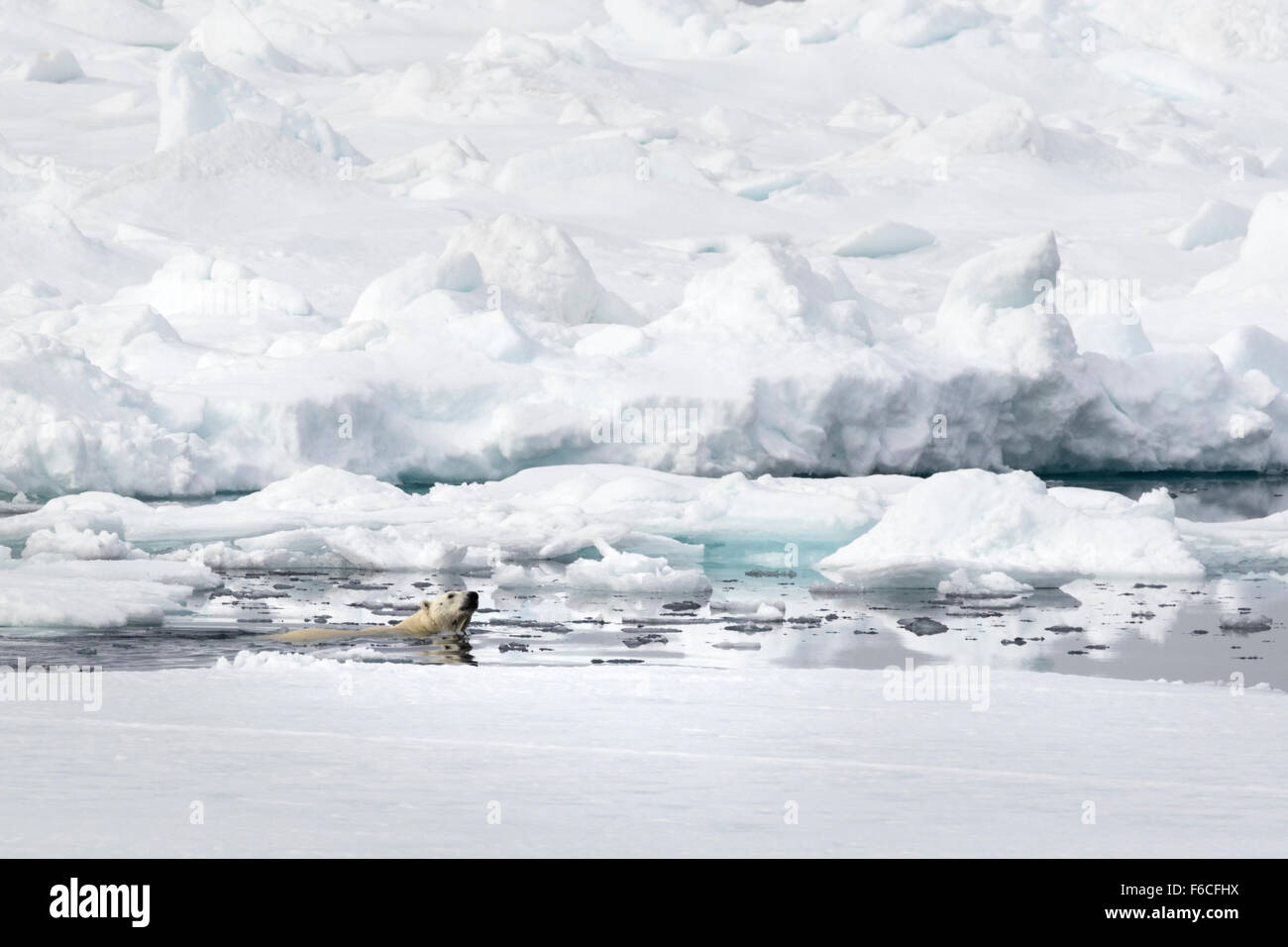 Eisbär auf Packeis, Spitzbergen, Norwegen / EuropeUrsus Maritimus Stockfoto