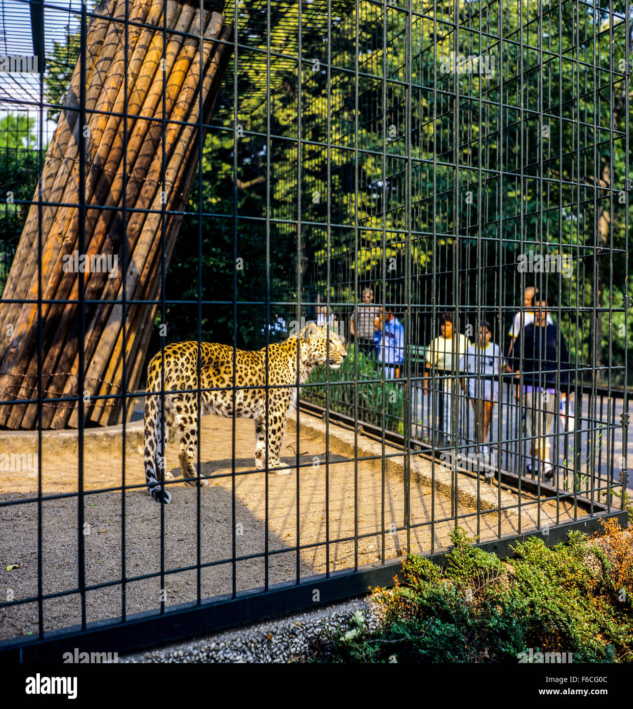 Javan Leopard in den Käfig, Zoologischer Garten zoologischer Garten