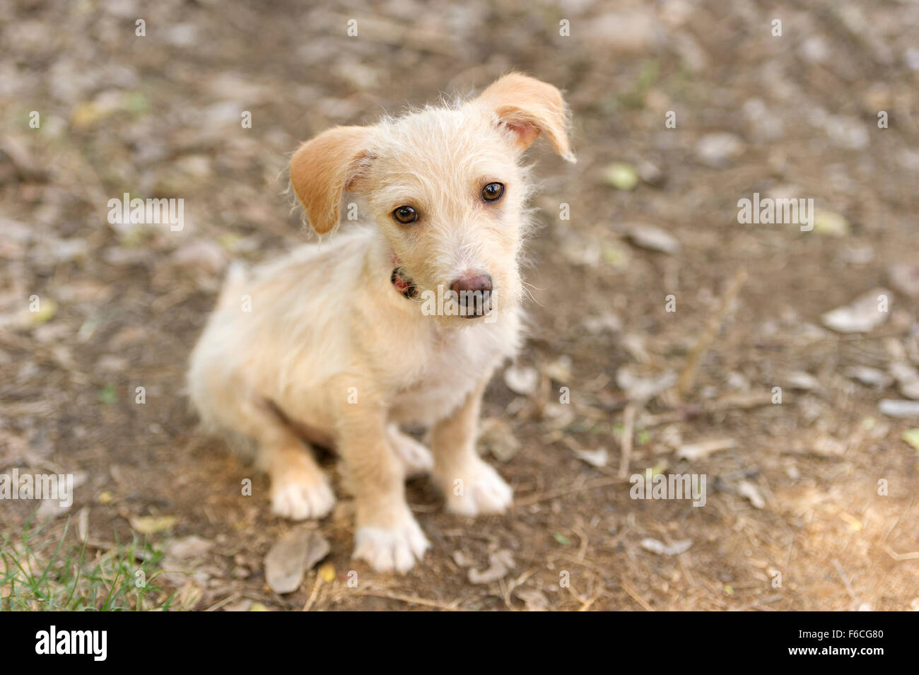 Niedlichen Hund ist so liebenswert, wie eine Baby Tier sein kann. Stockfoto