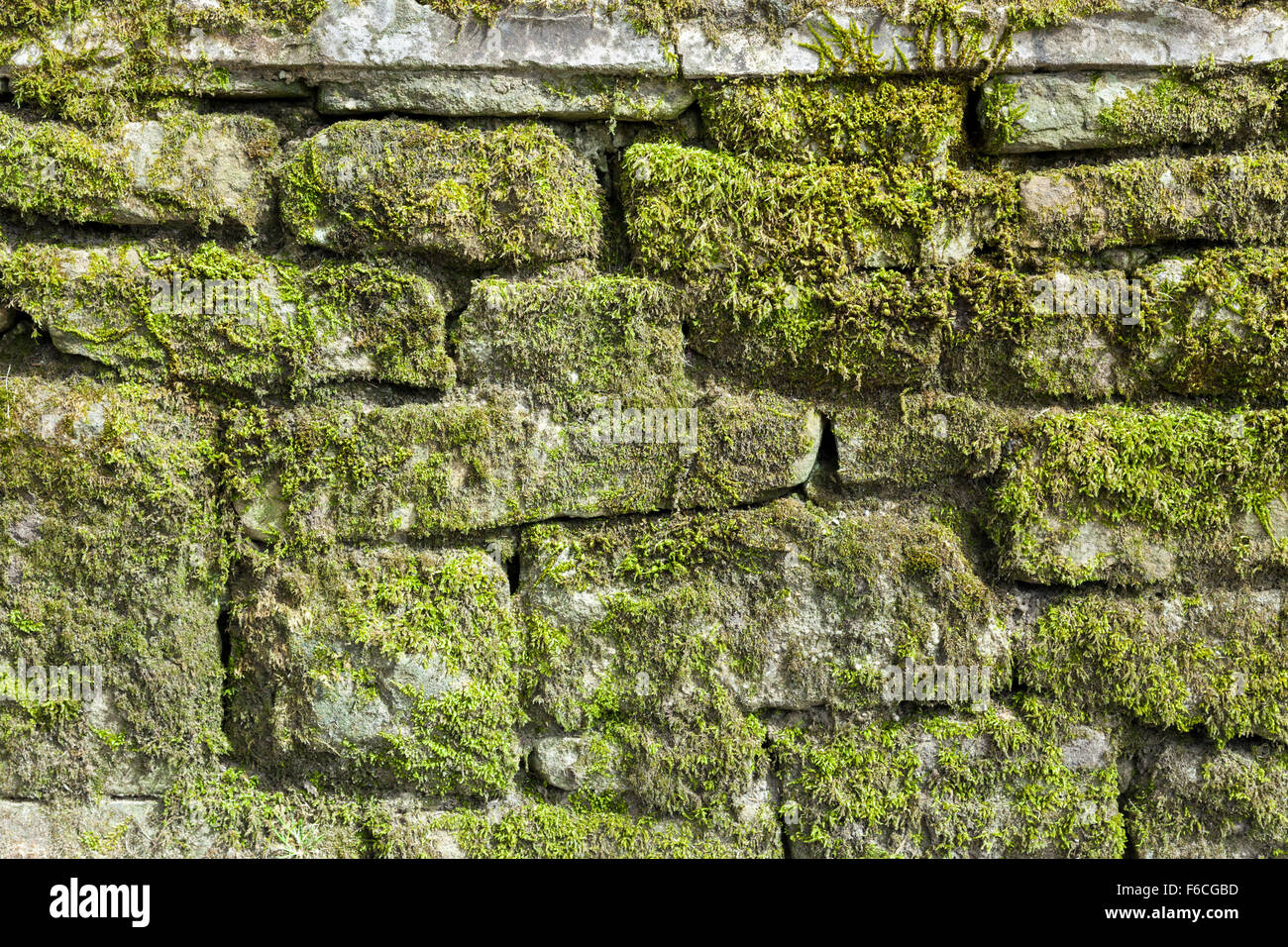 Steinmauer mit Moos in Derbyshire, Peak District National Park, England, UK Stockfoto