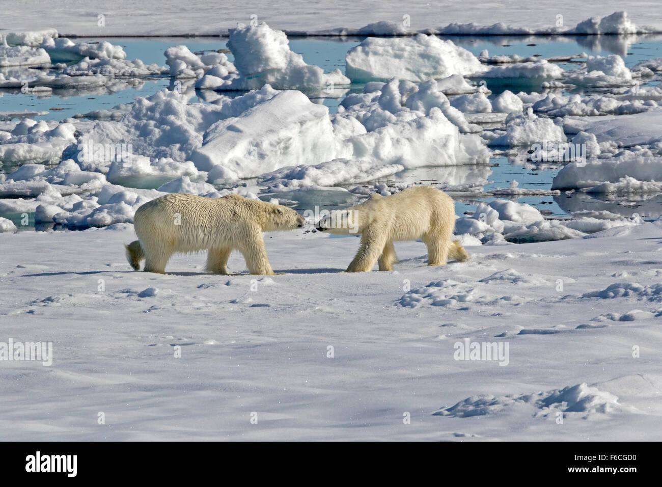 Eisbär auf Packeis, Spitzbergen, Norwegen / EuropeUrsus Maritimus Stockfoto