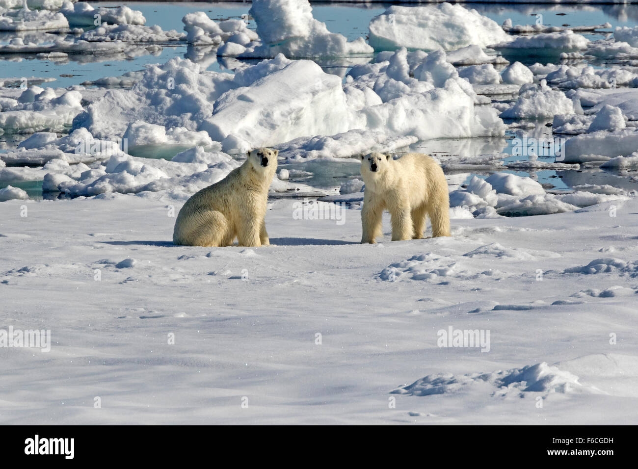 Eisbär auf Packeis, Spitzbergen, Norwegen / EuropeUrsus Maritimus Stockfoto