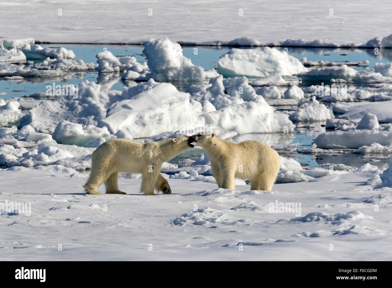 Eisbär auf Packeis, Spitzbergen, Norwegen / EuropeUrsus Maritimus Stockfoto