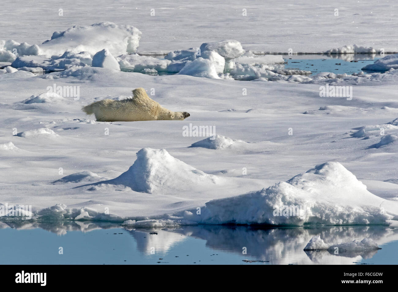 Eisbär auf Packeis, Spitzbergen, Norwegen / EuropeUrsus Maritimus Stockfoto