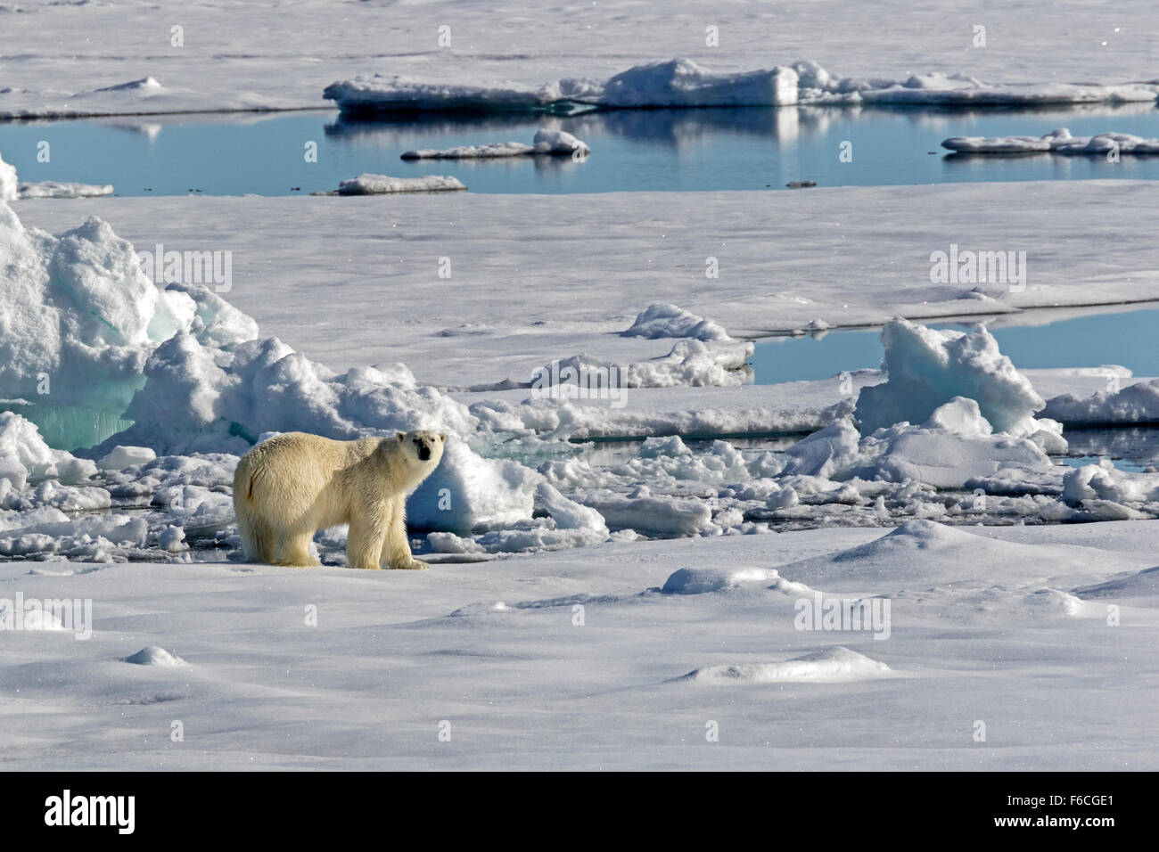 Eisbär auf Packeis, Spitzbergen, Norwegen / EuropeUrsus Maritimus Stockfoto