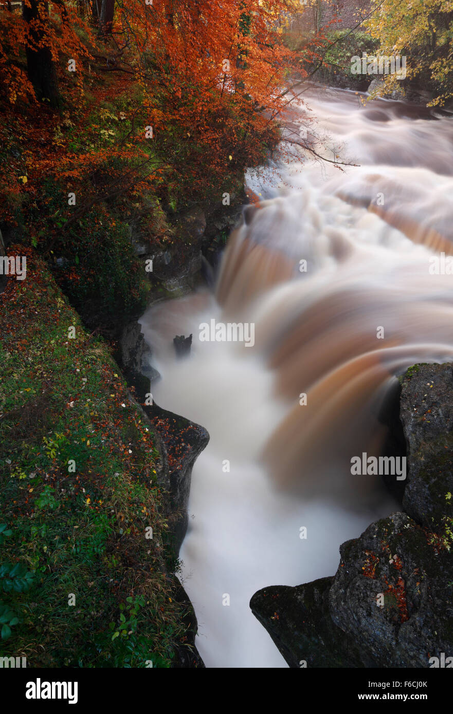 Der Fluss Eden in vollem Gange bei starkem Regen, Herbst. Eden-Tal. Cumbria. VEREINIGTES KÖNIGREICH. Stockfoto