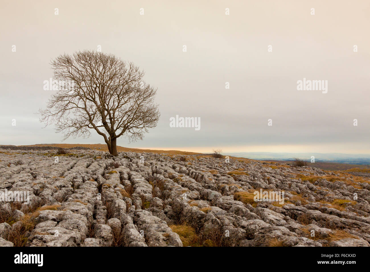 Einsamer Baum auf einem Kalkstein-Pflaster über Malham, Yorkshire Dales Stockfoto