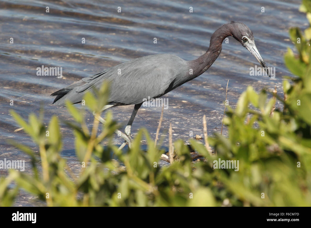 Blue Heron Fischerei in Ding Darling National Wildlife Refuge, Sanibel, Florida Stockfoto