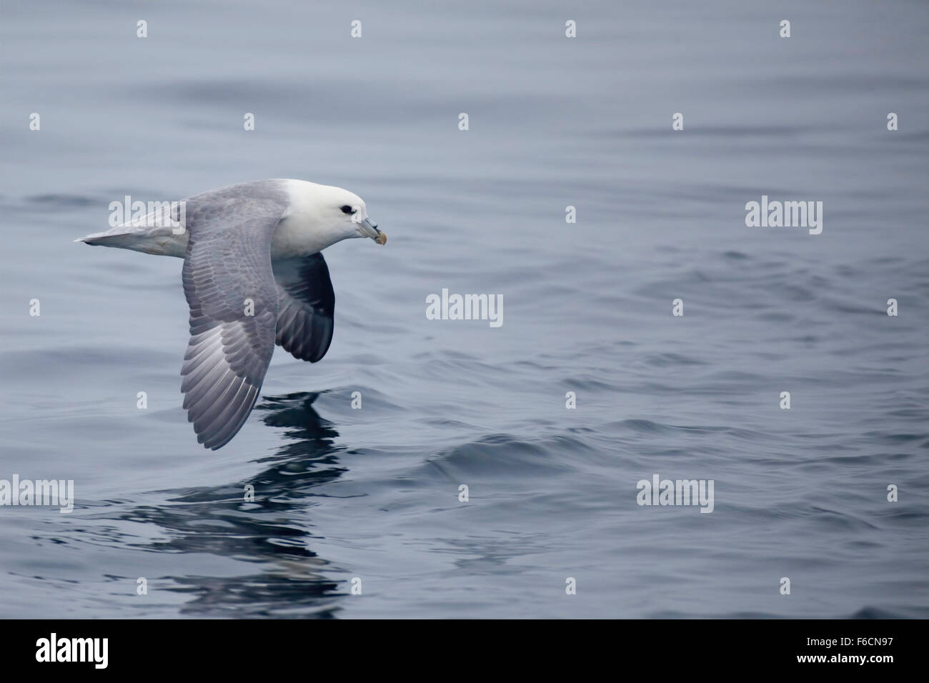 Nördlichen Fulmar, Fulmarus Cyclopoida über Wellen gleiten Stockfoto