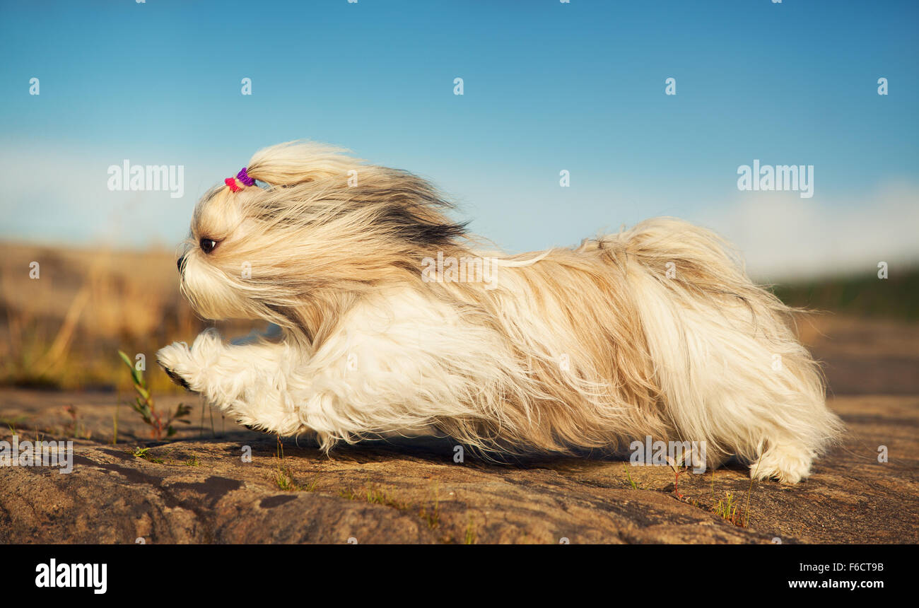 Shih Tzu Hund schnell laufen auf Steinen. Stockfoto
