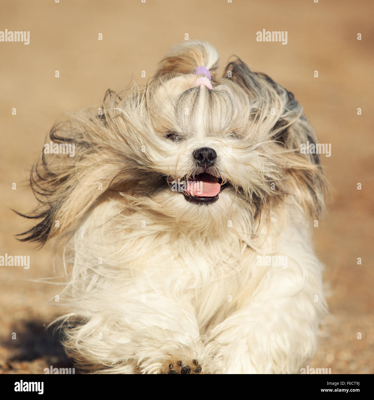 Shih Tzu Hund schnell laufen Vorderansicht Stockfoto