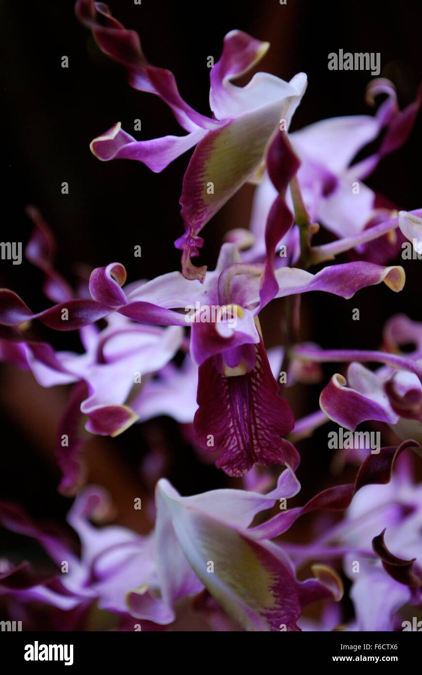 Seltsame Orchideen in National Orchid Garden in Singapur. Stockfoto