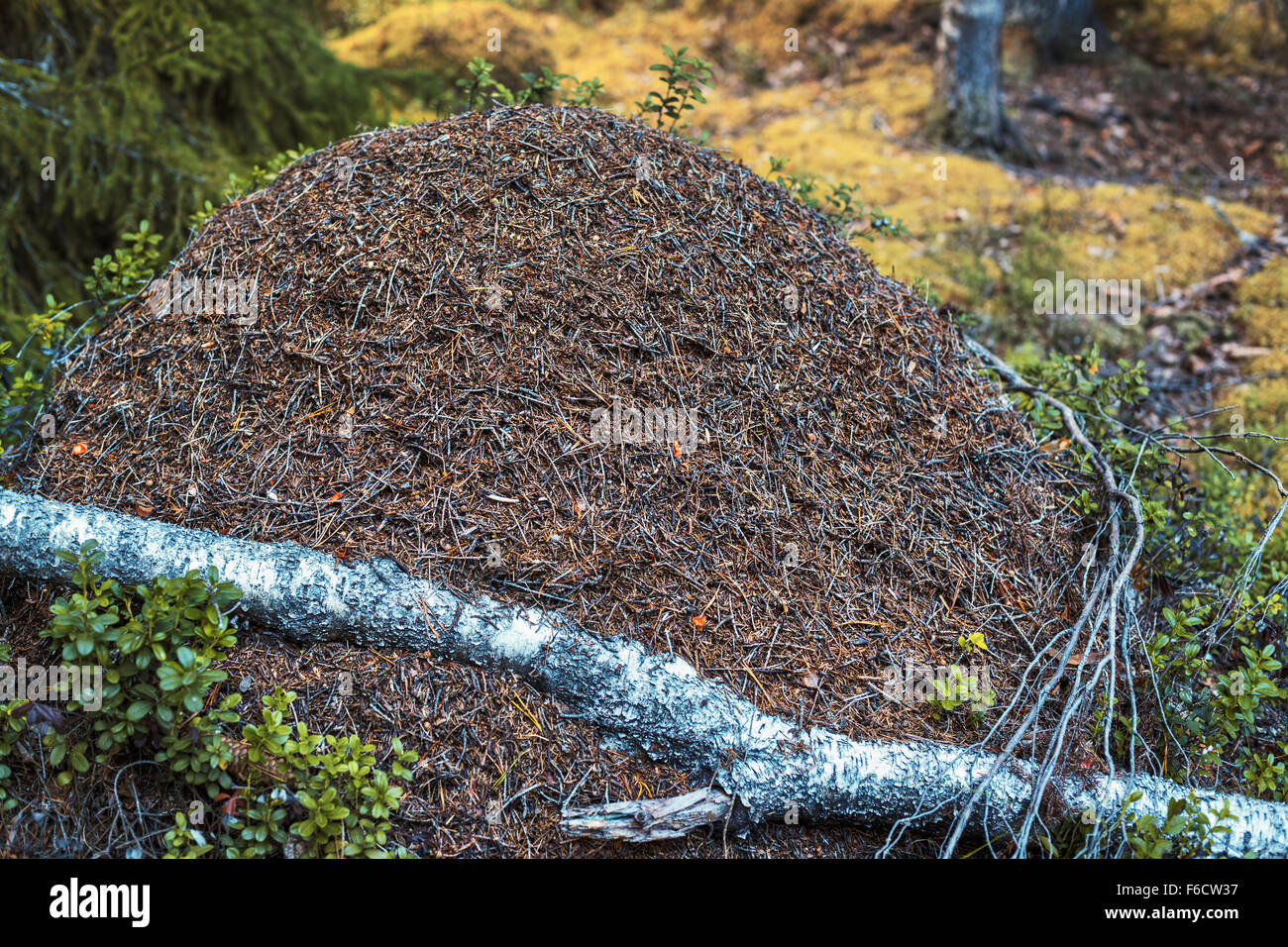 Großen Ameisenhaufen im wilden Wald. Stockfoto