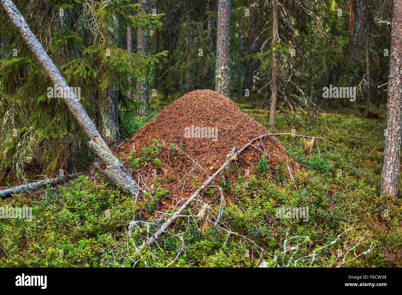 Großen Ameisenhaufen im wilden Wald. Stockfoto