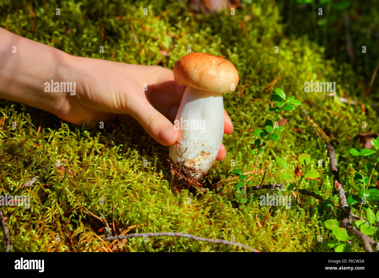 Junge Frau Pilz im Rasen im Wald Nahaufnahme auswählen. Stockfoto