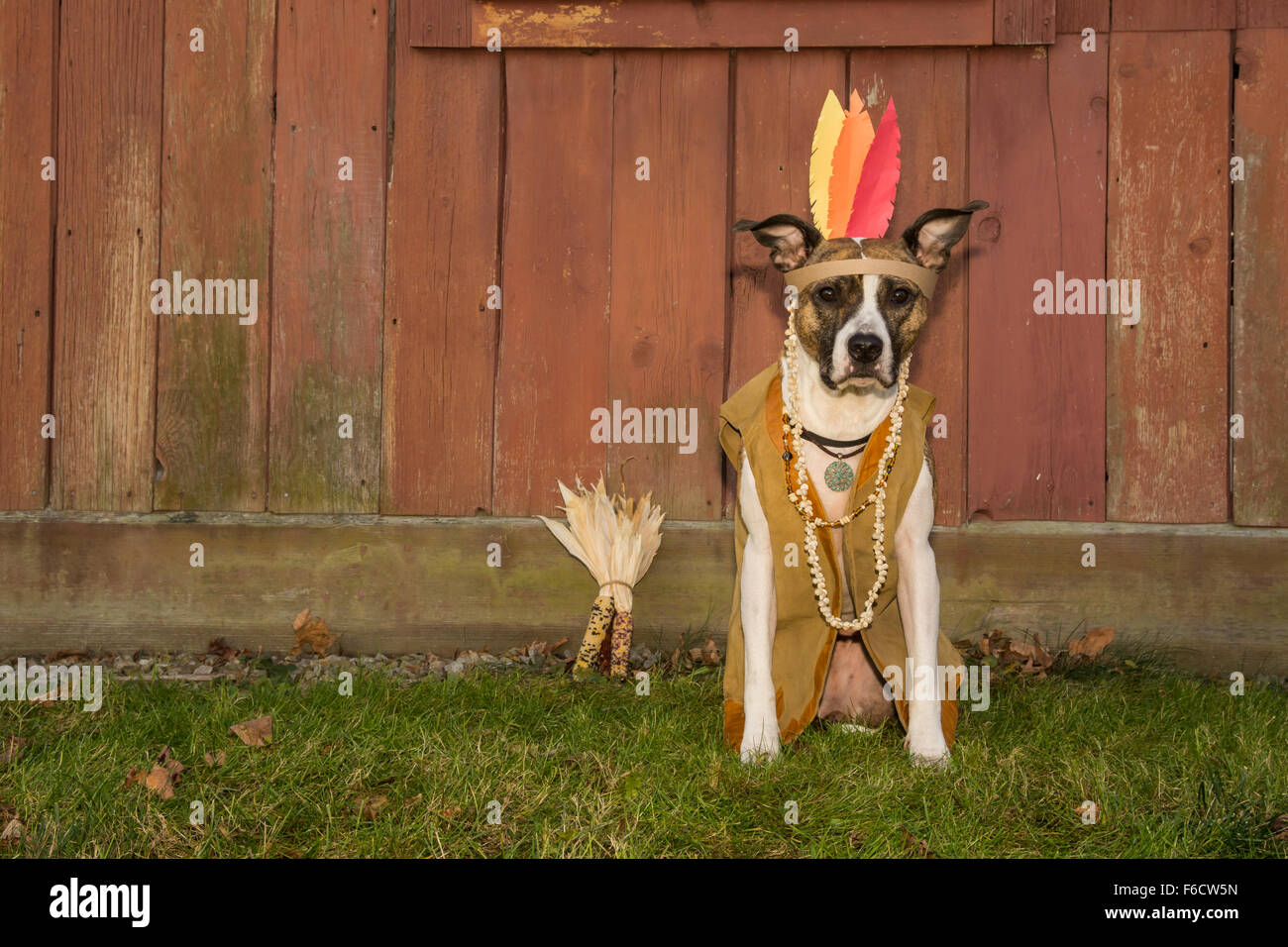 Thanksgiving-Hund Stockfoto