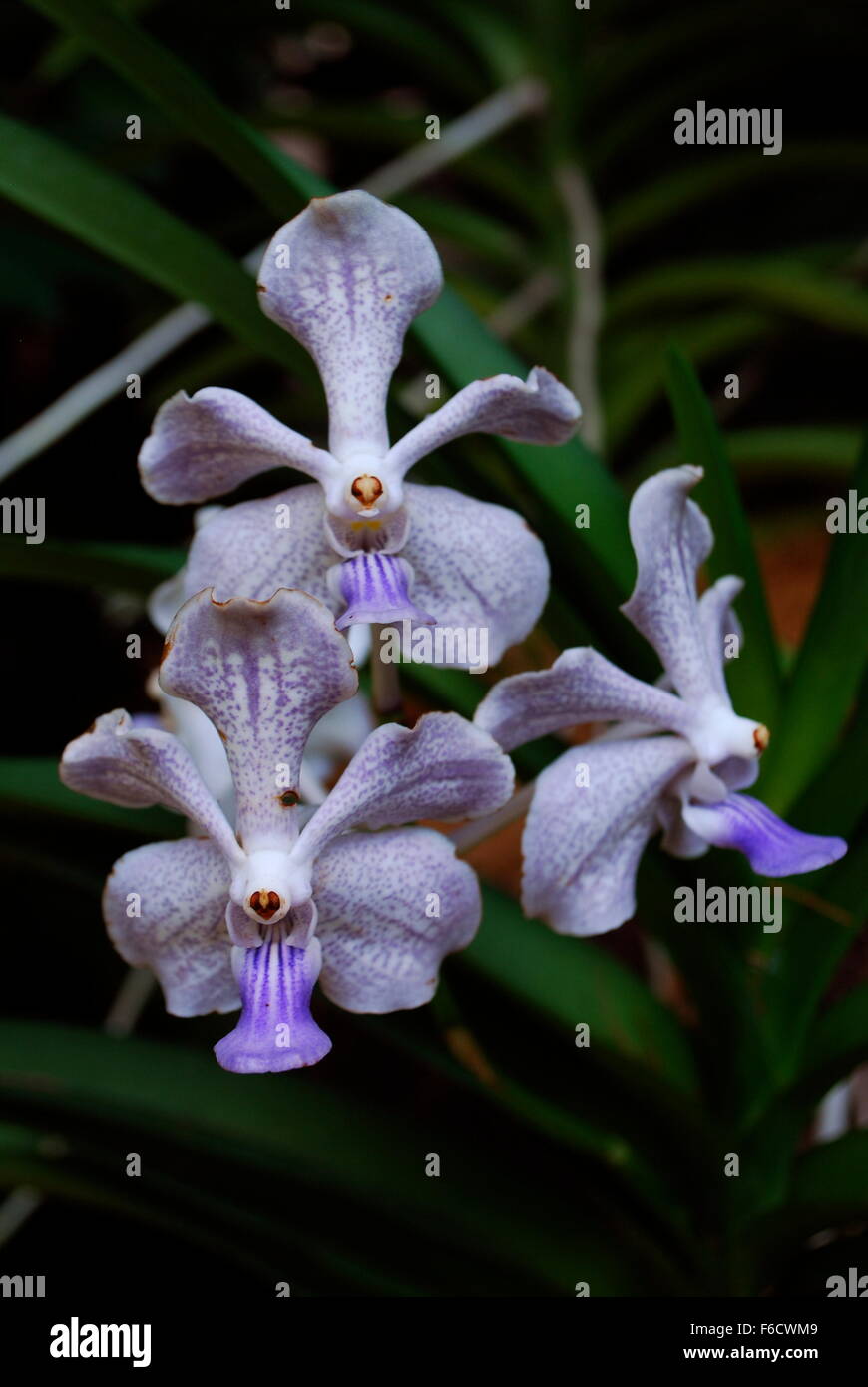 Exotischen Ausländer suchen Orchideen in National Orchid Garden in Singapur. Stockfoto