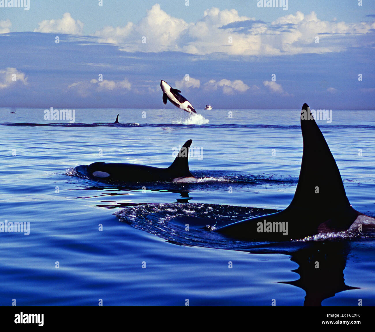 Orca Wale (Killerwale) Wandern entlang der pazifischen Küste. Stockfoto