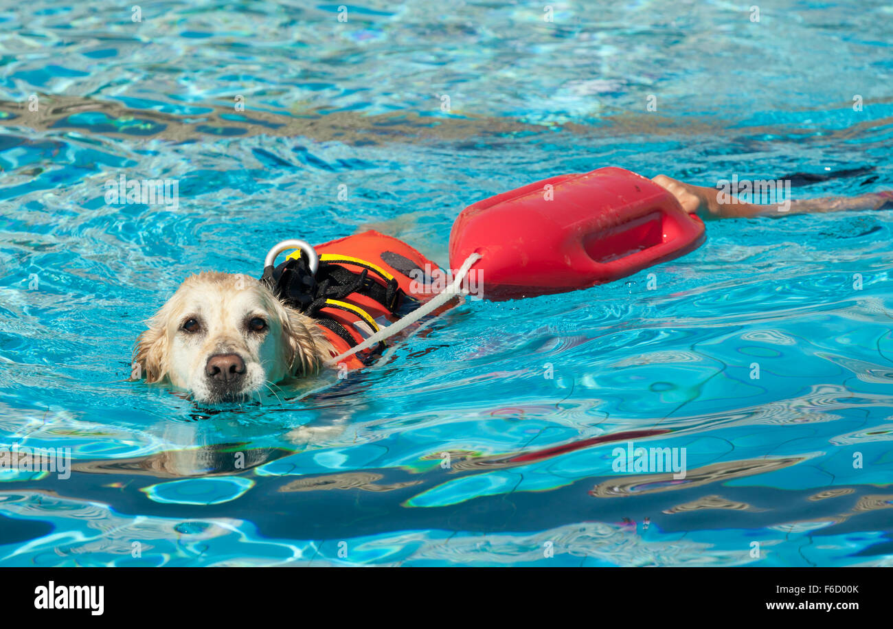 Rettungsschwimmer Hund, Demonstration mit den Hunden in den Pool zu retten  Stockfotografie - Alamy