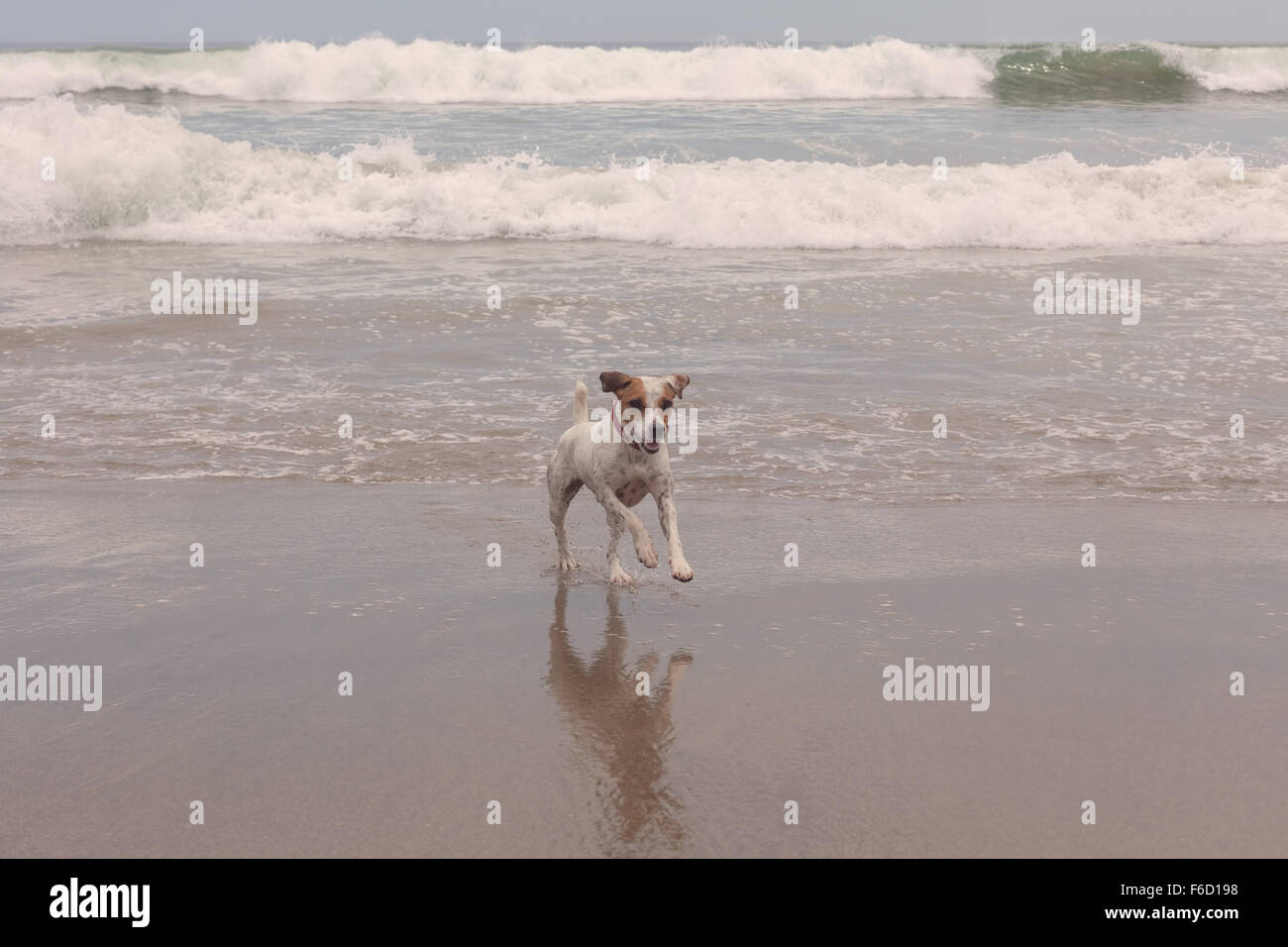 Jack-Russell-Terrier Hund läuft, springt und spielt Stockfoto