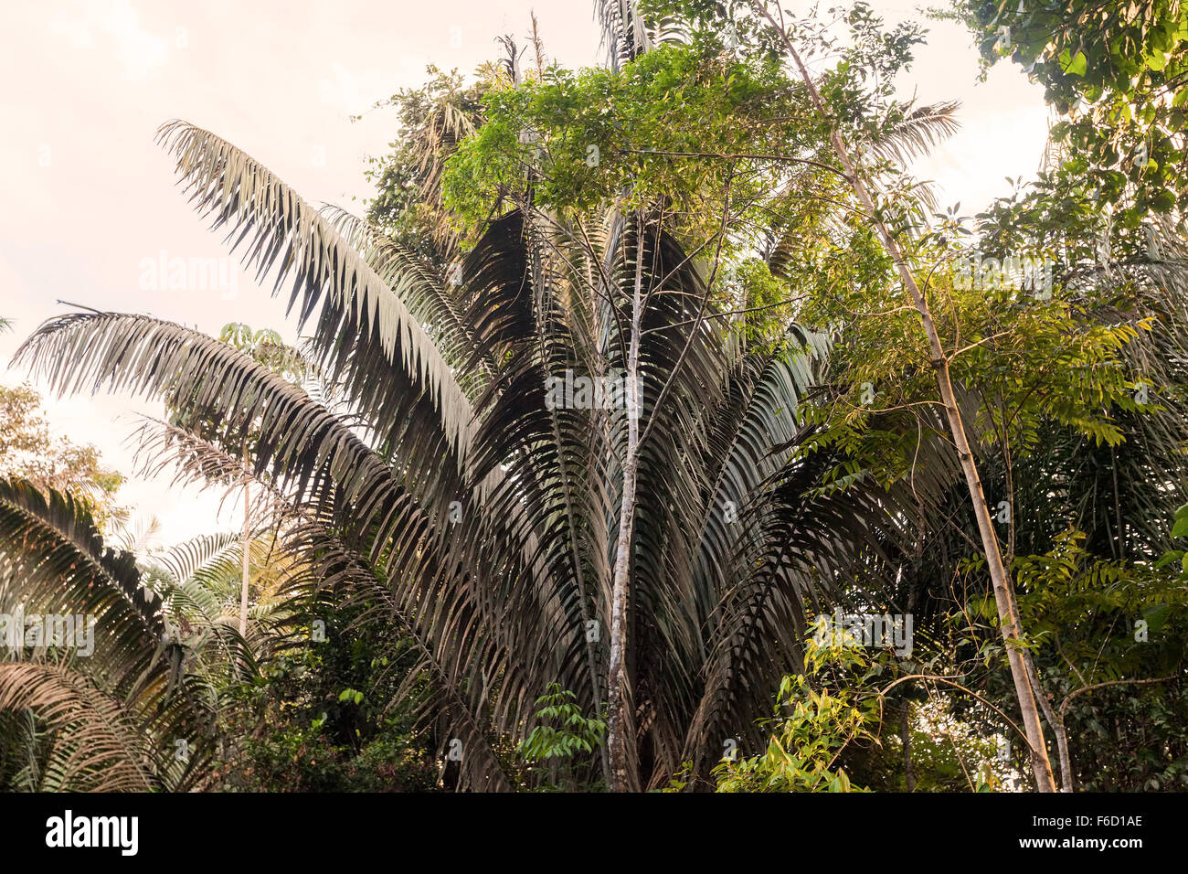Amazonas-Regenwald, auch bekannt als Amazonia ist einer der weltweit größten natürlichen Ressourcen Stockfoto