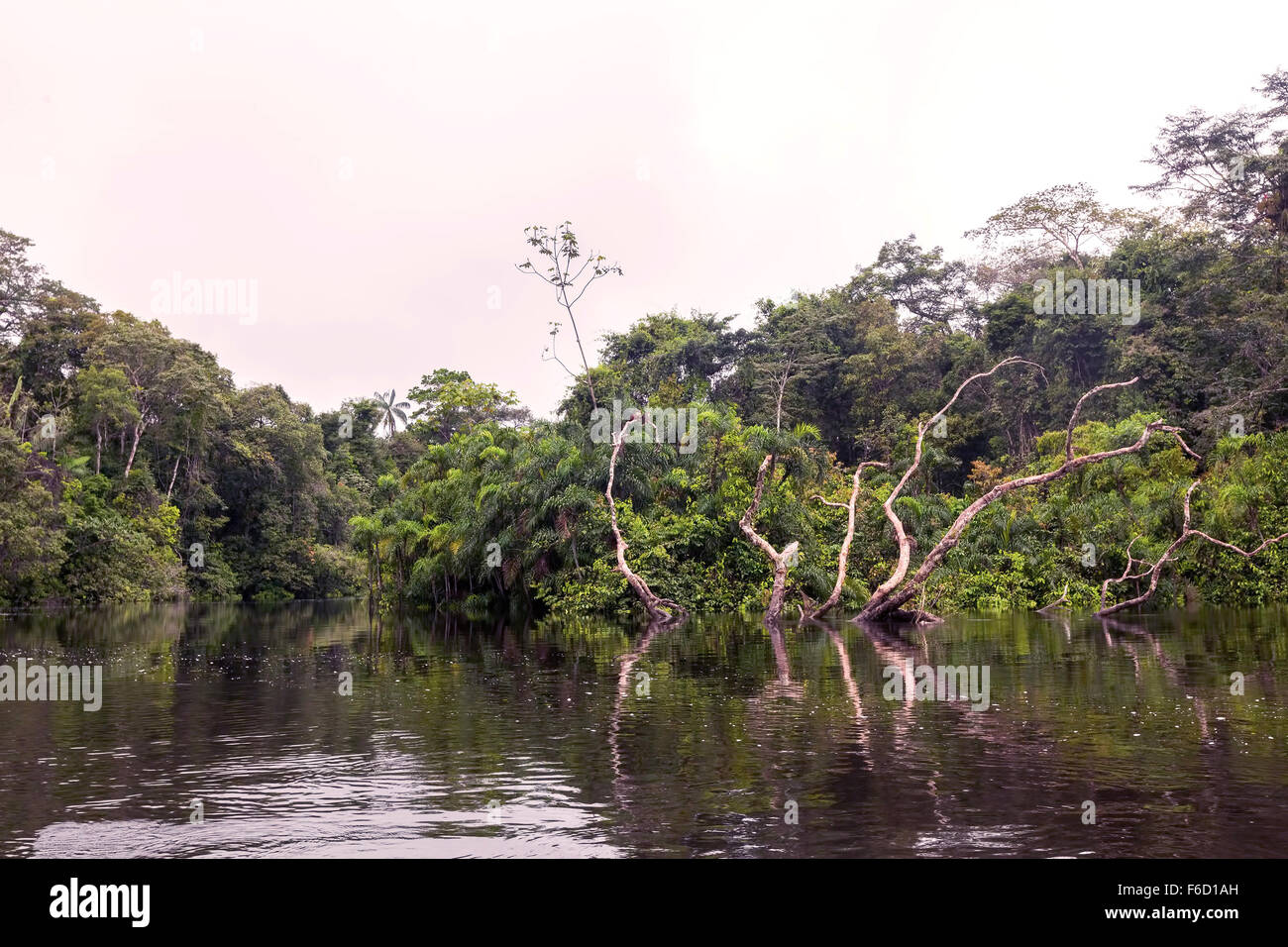 Cuyabeno River befindet sich In Sucumbios Ecuador und es beginnt im oberen Teil der Cuyabeno Reserve, Ecuador Stockfoto