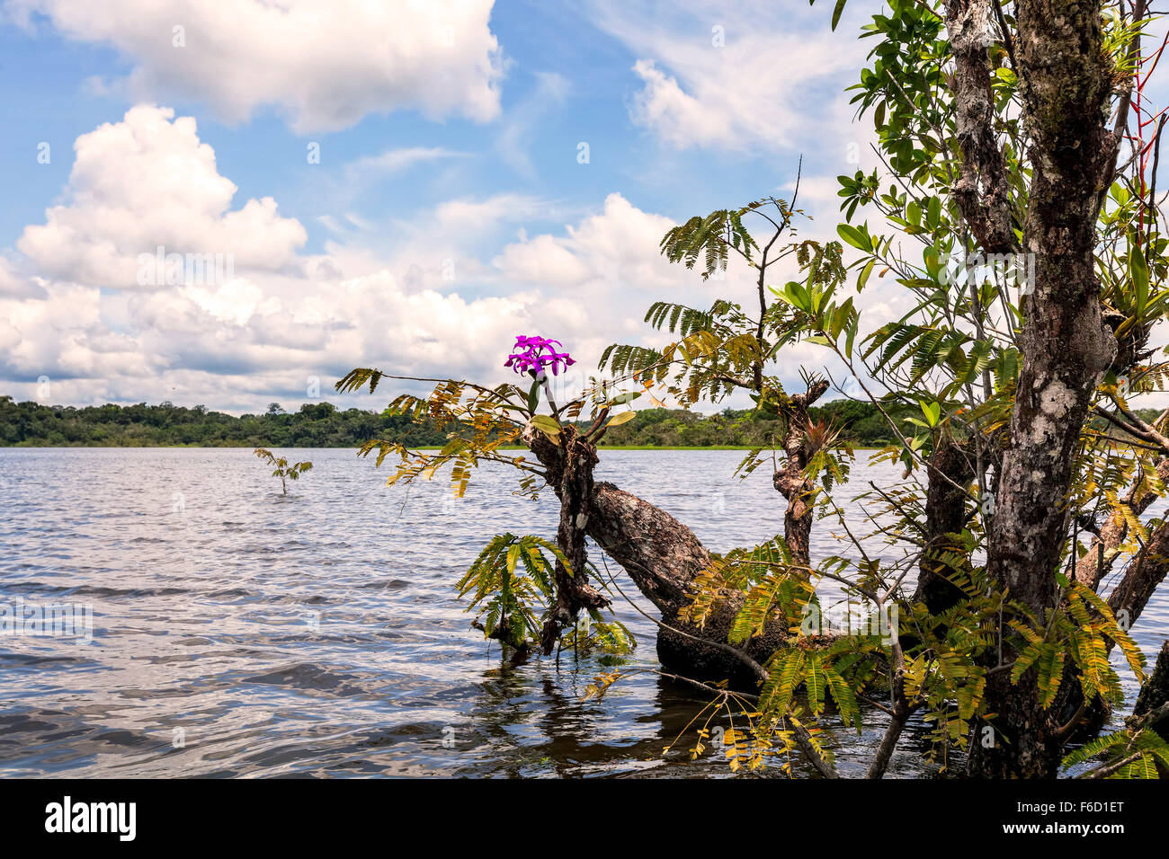 Cuyabeno Wildlife Reserve, ist ein wichtiges Naturschutzgebiet In Amazonien, Wasser Bäume Stockfoto