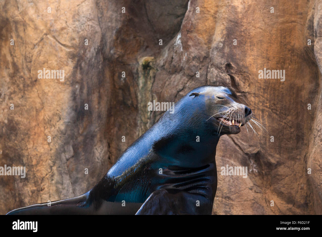 Die Sea Lion Toby spielt während einer Show auf der Acuario in Mazatlan, Sinaloa, Mexiko schüchtern. Stockfoto