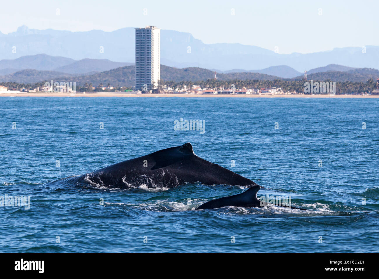 Der Rücken eines Buckelwal und Baby brechen das Wasser in der Nähe von Mazatlan, Sinaloa, Mexiko. Stockfoto