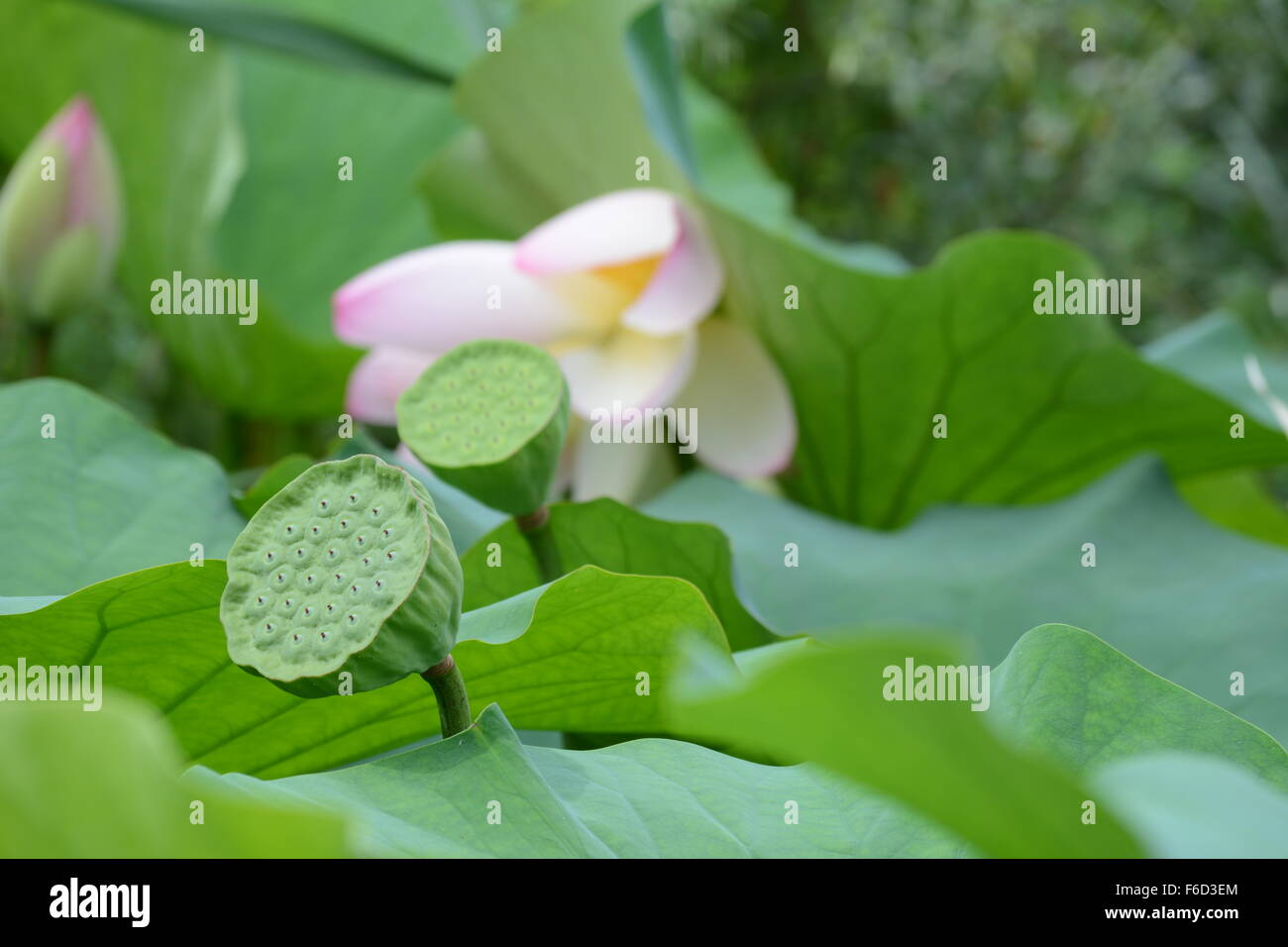 Eine Reifung Lotus Pod und eine neue Pod mit Samen auf Hintergrund der Blätter und eine Blume Stockfoto