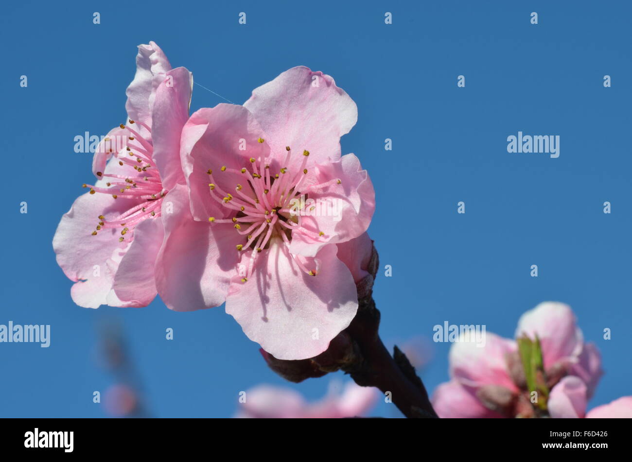 Rosa Steinfrucht Blume gegen blauen Himmel Stockfoto