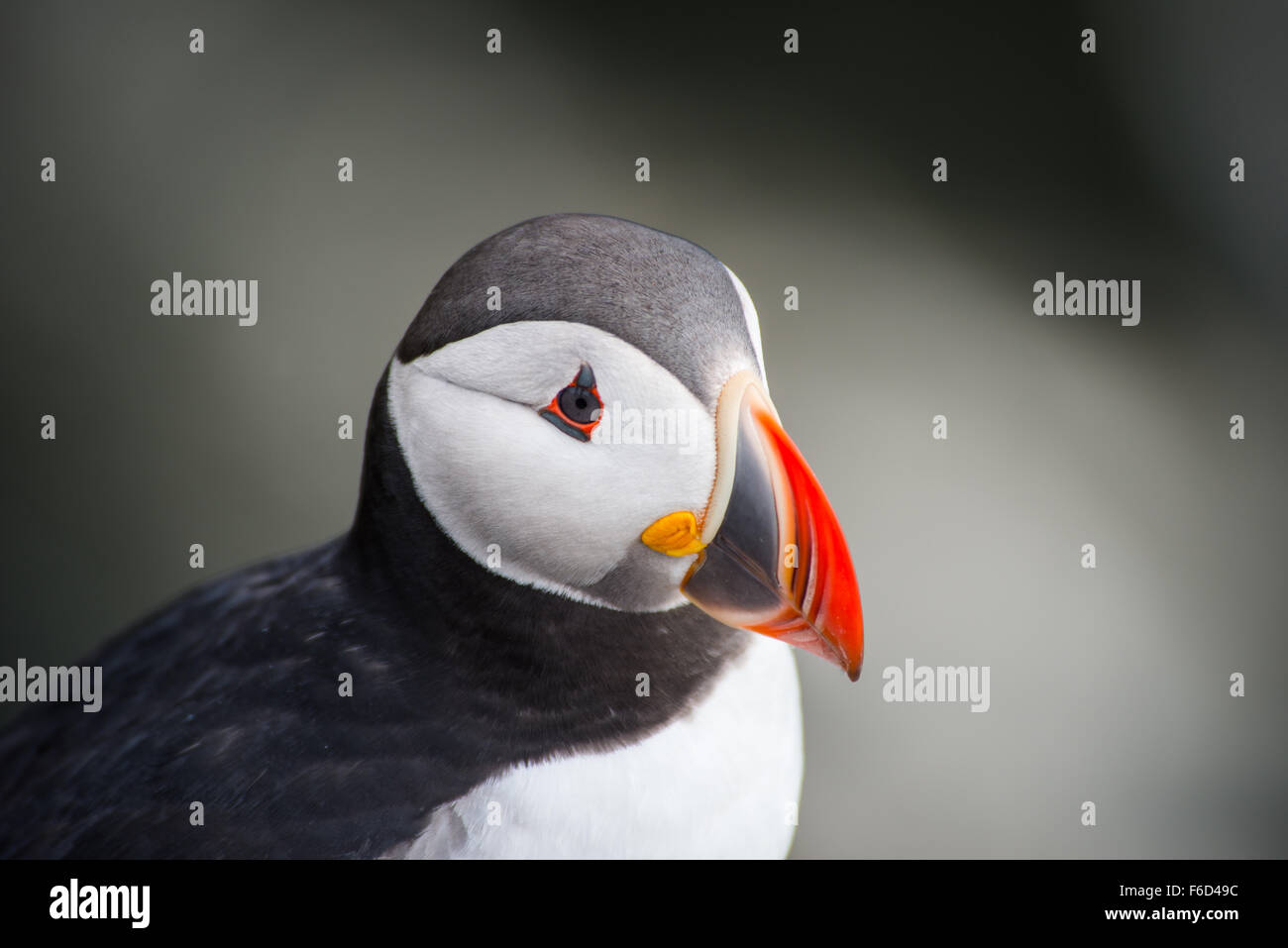 Papageientaucher in Latrabjarg Klippe, Westfjorde, Island Stockfoto