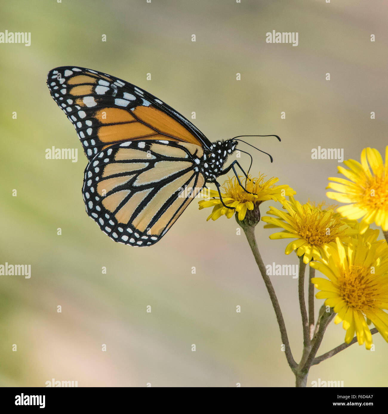 Monarchfalter (Danaus Plexippus) auf gelben Blüten Stockfoto
