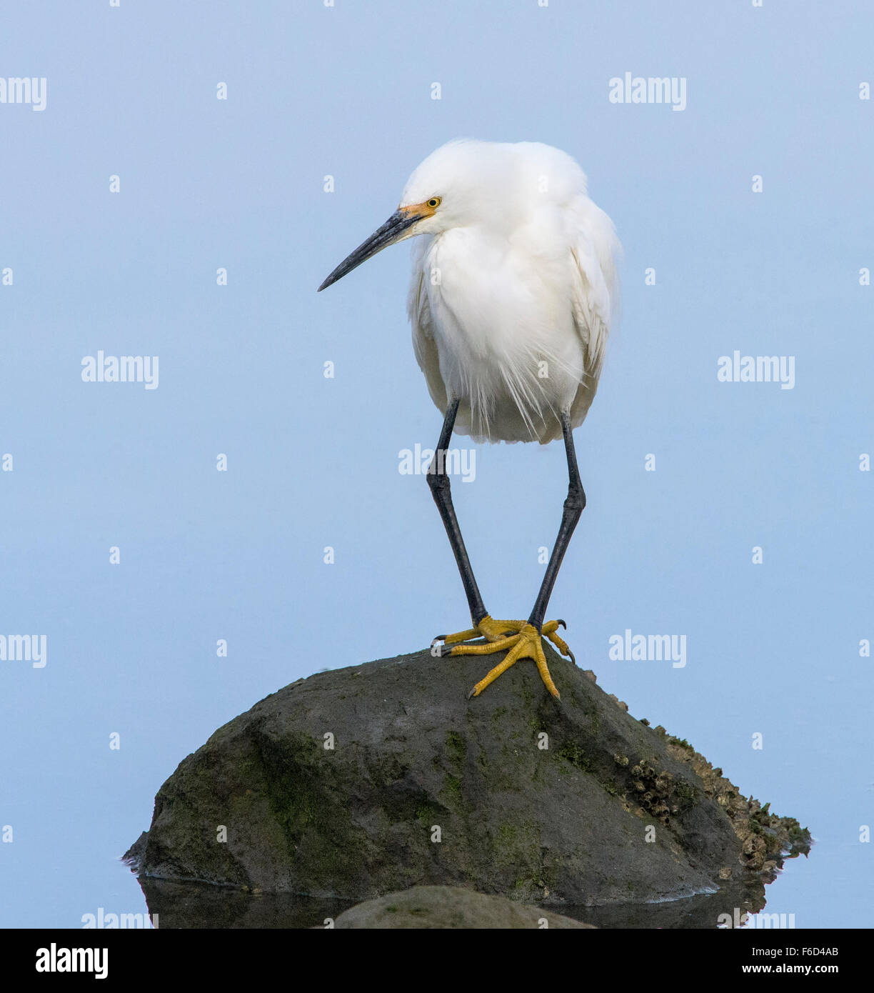 O-Beine Snowy Silberreiher (Egretta unaufger) Stockfoto