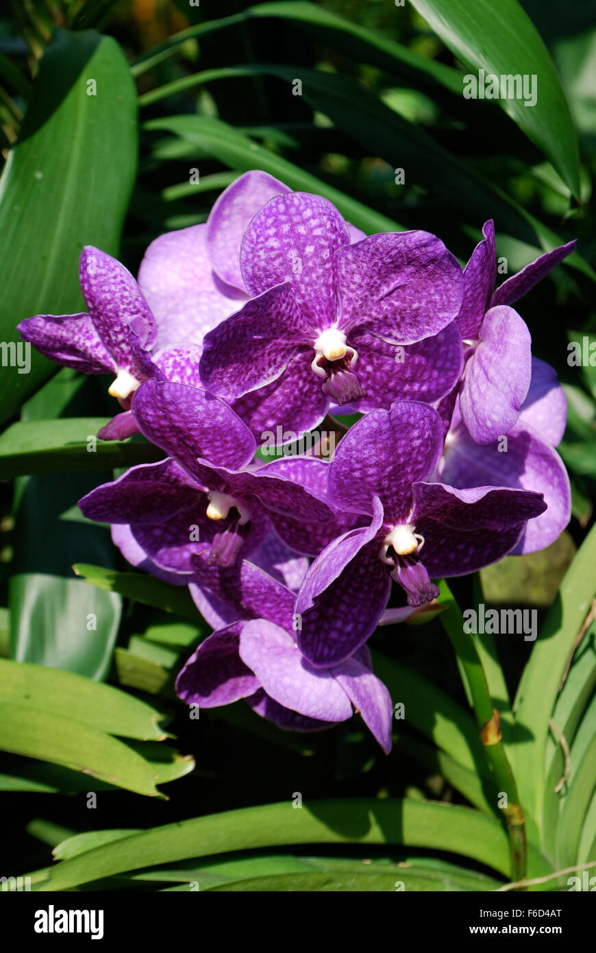 Hübsche Orchideen in Singapur National Orchid Garden Stockfoto