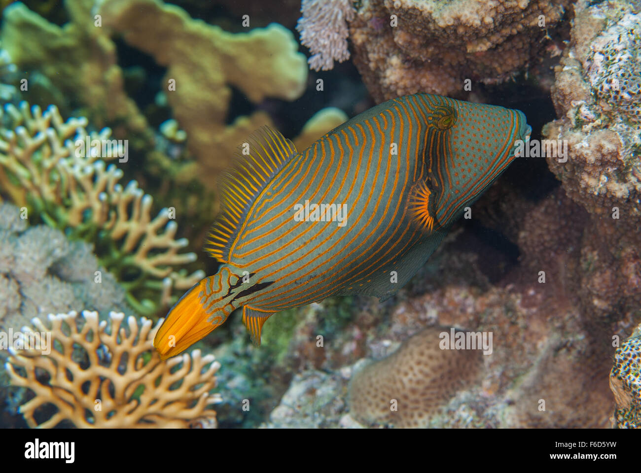 Orange gesäumten Drückerfisch Balistapus Undulatus, Balistidae, Sharm el Sheihk-, Rotes Meer, Ägypten Stockfoto