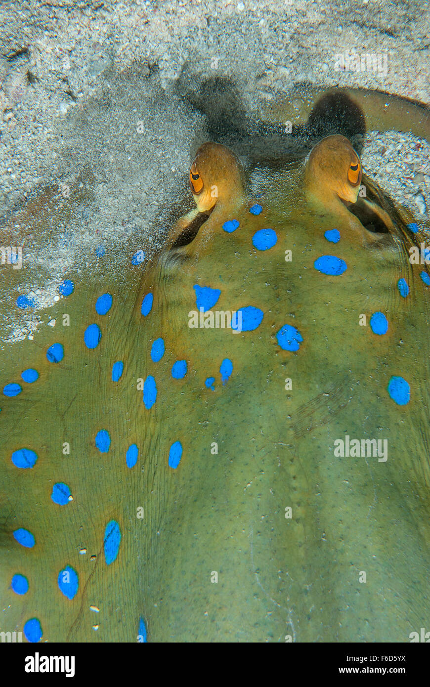 Taeniura Lymma Ribbontail Stingray, Dasyatidae, Scharm el-Scheich, Ägypten Stockfoto