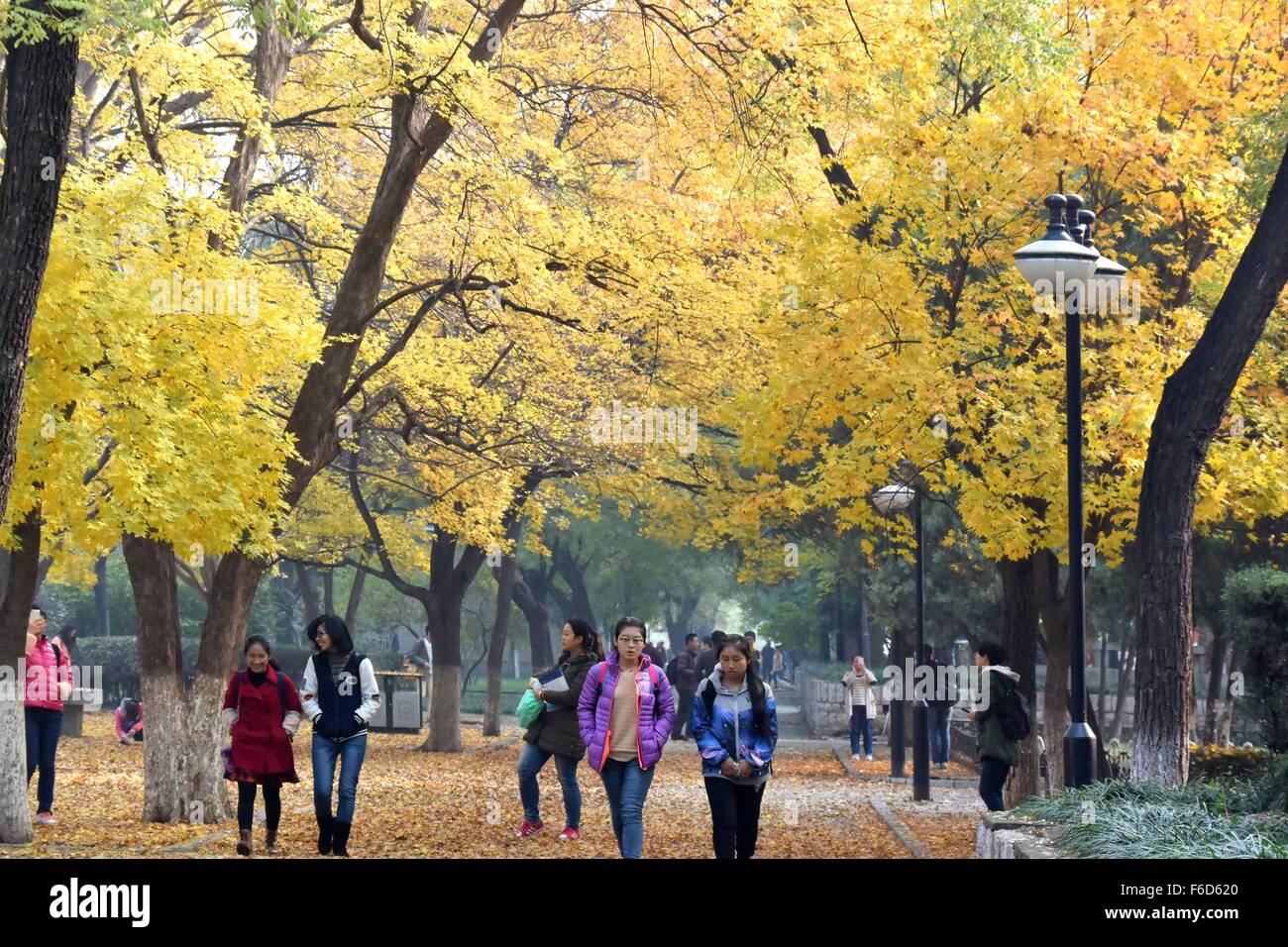 Jinan, China Shandong Provinz. 17. November 2015. Menschen machen Sie einen Spaziergang an einem Ahorn-Wald in Shandong-Universität Jinan, der Hauptstadt der ostchinesischen Provinz Shandong, 17. November 2015. © Xu Suhui/Xinhua/Alamy Live-Nachrichten Stockfoto