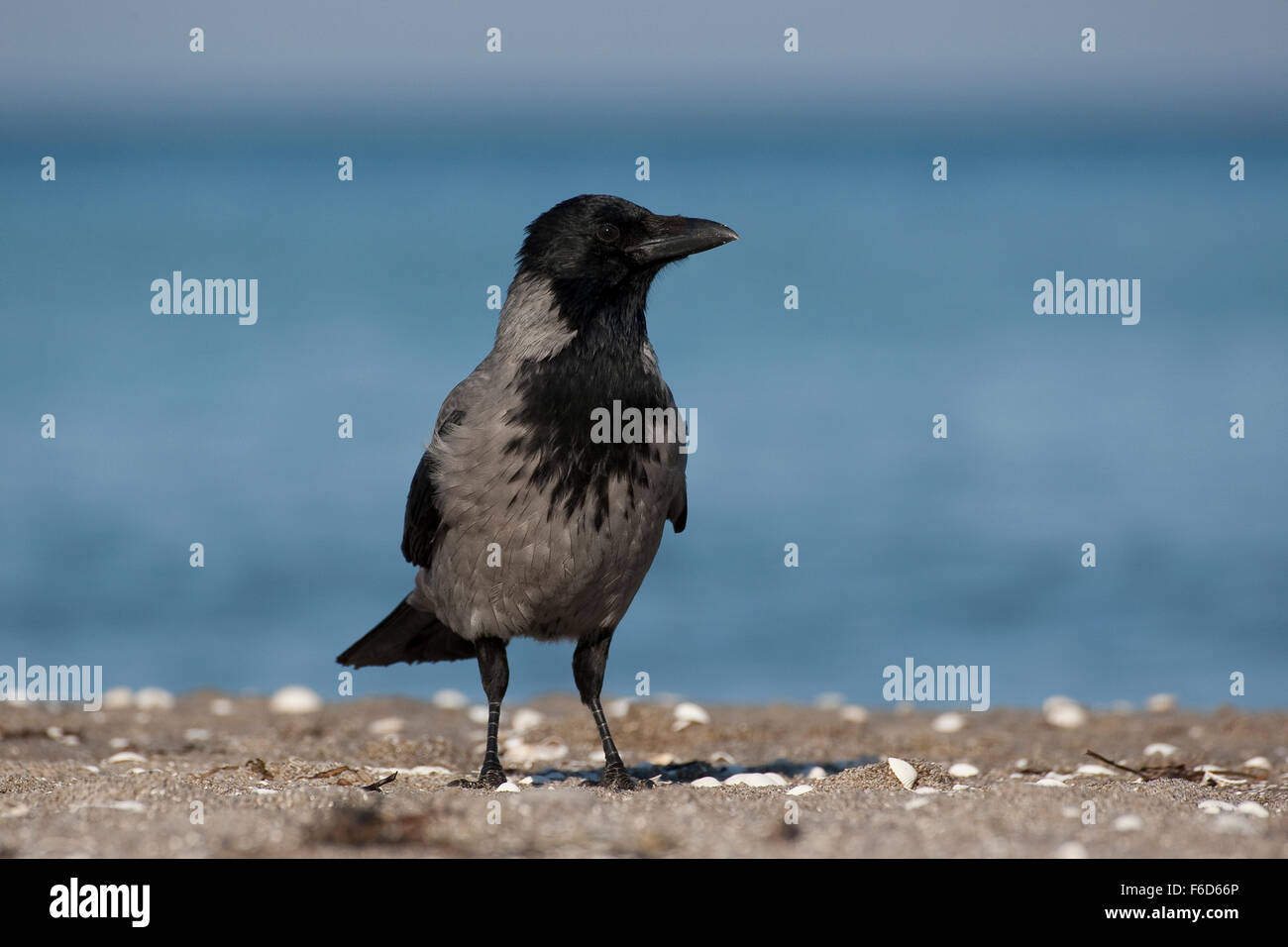 Krahe Fotos und Bildmaterial in hoher Auflösung Alamy