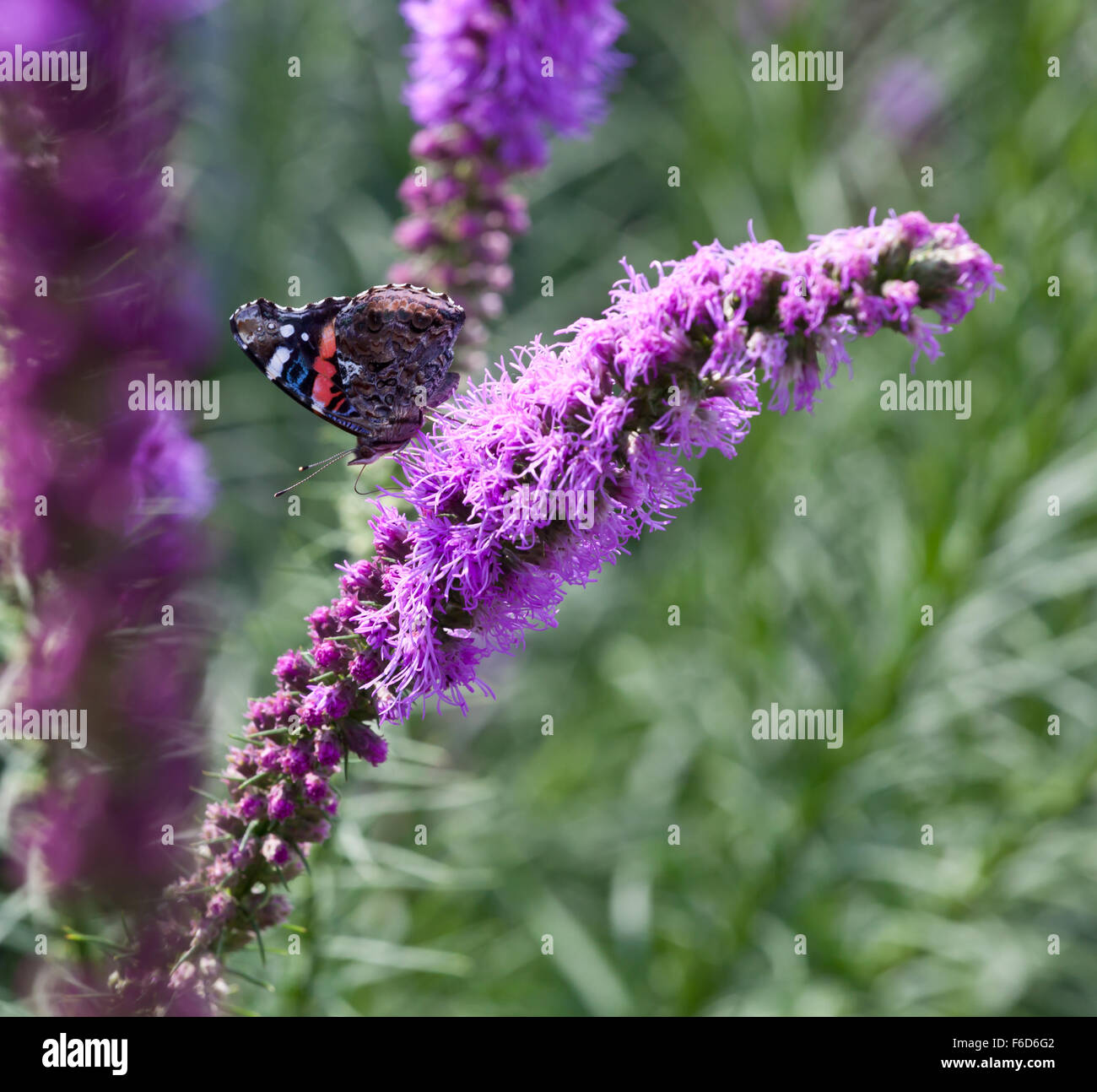 Schmetterling auf lila Blüten im Sonnenlicht. Stockfoto