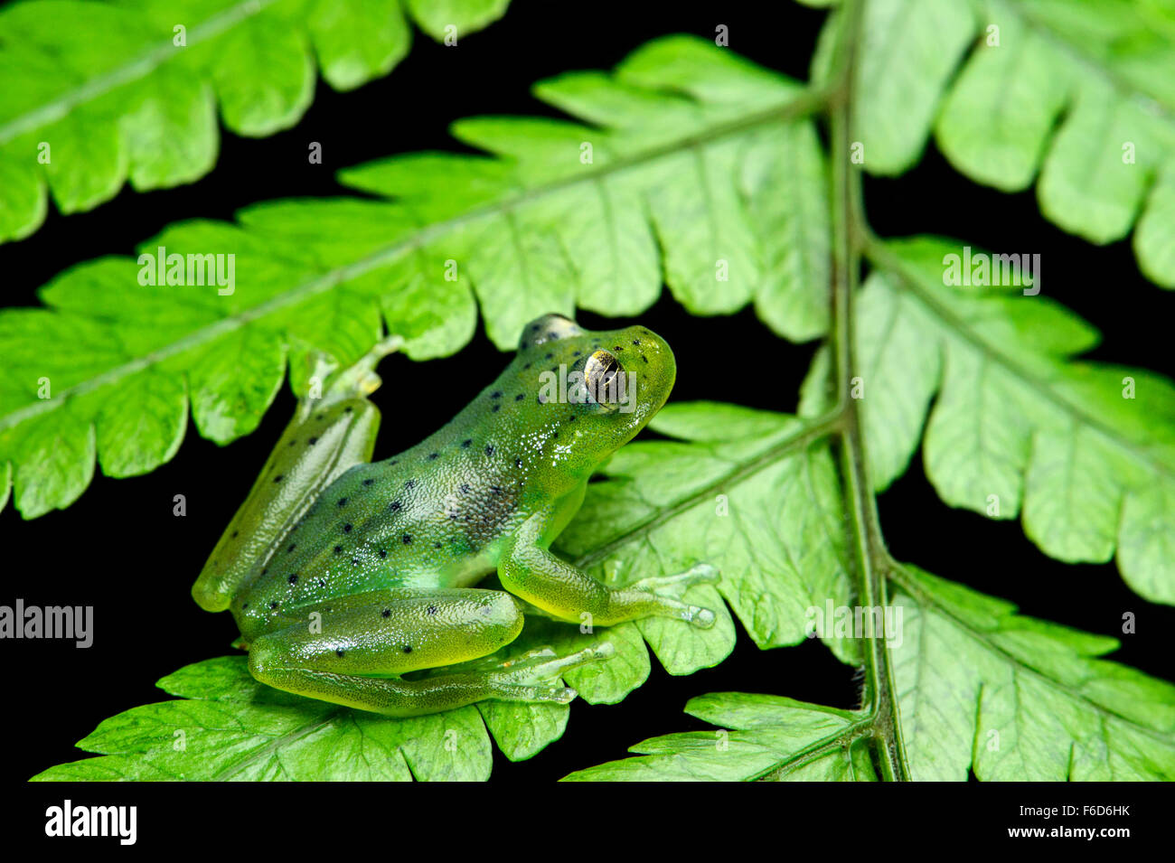 Wayampi Glassfrog (Vitreorana Oyampiensis), Glassfrog Familie (Centrolenidae), Amazonas-Regenwald, Yasuni-Nationalpark in Ecuador Stockfoto