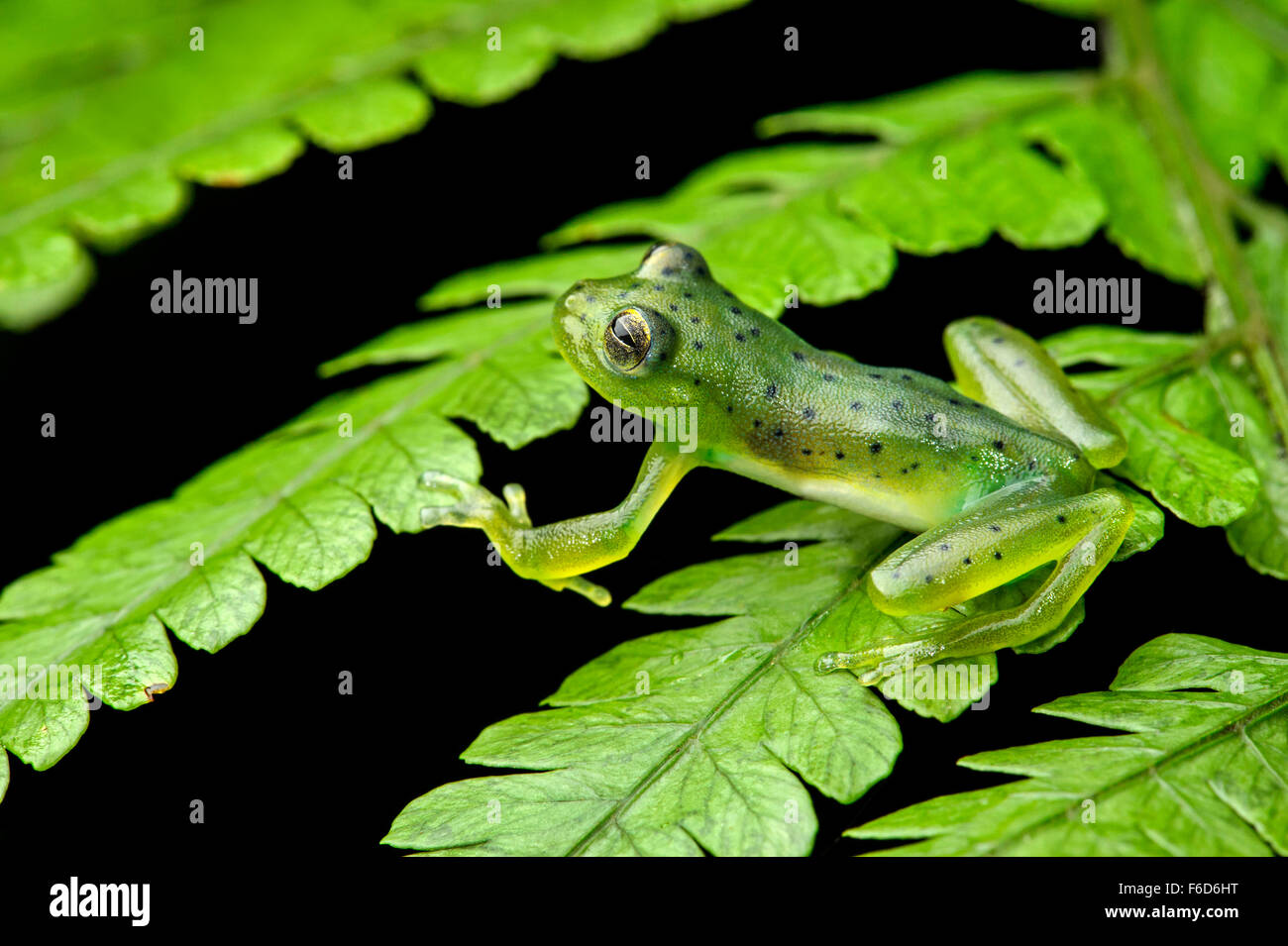 Wayampi Glassfrog (Vitreorana Oyampiensis), Glassfrog Familie (Centrolenidae), Amazonas-Regenwald, Yasuni-Nationalpark in Ecuador Stockfoto
