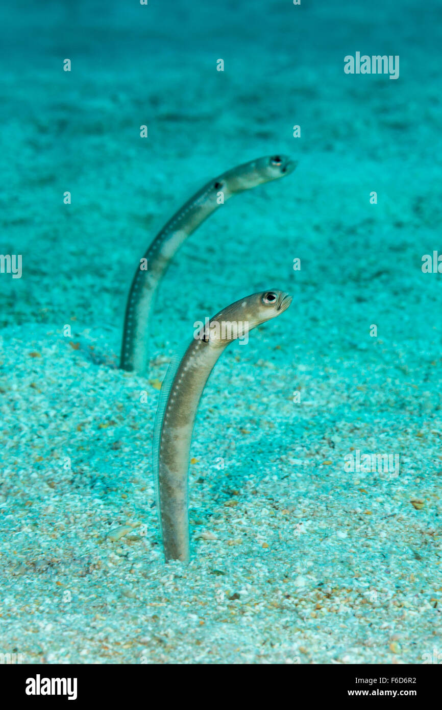 Digueti Fotos und Bildmaterial in hoher Auflösung Alamy