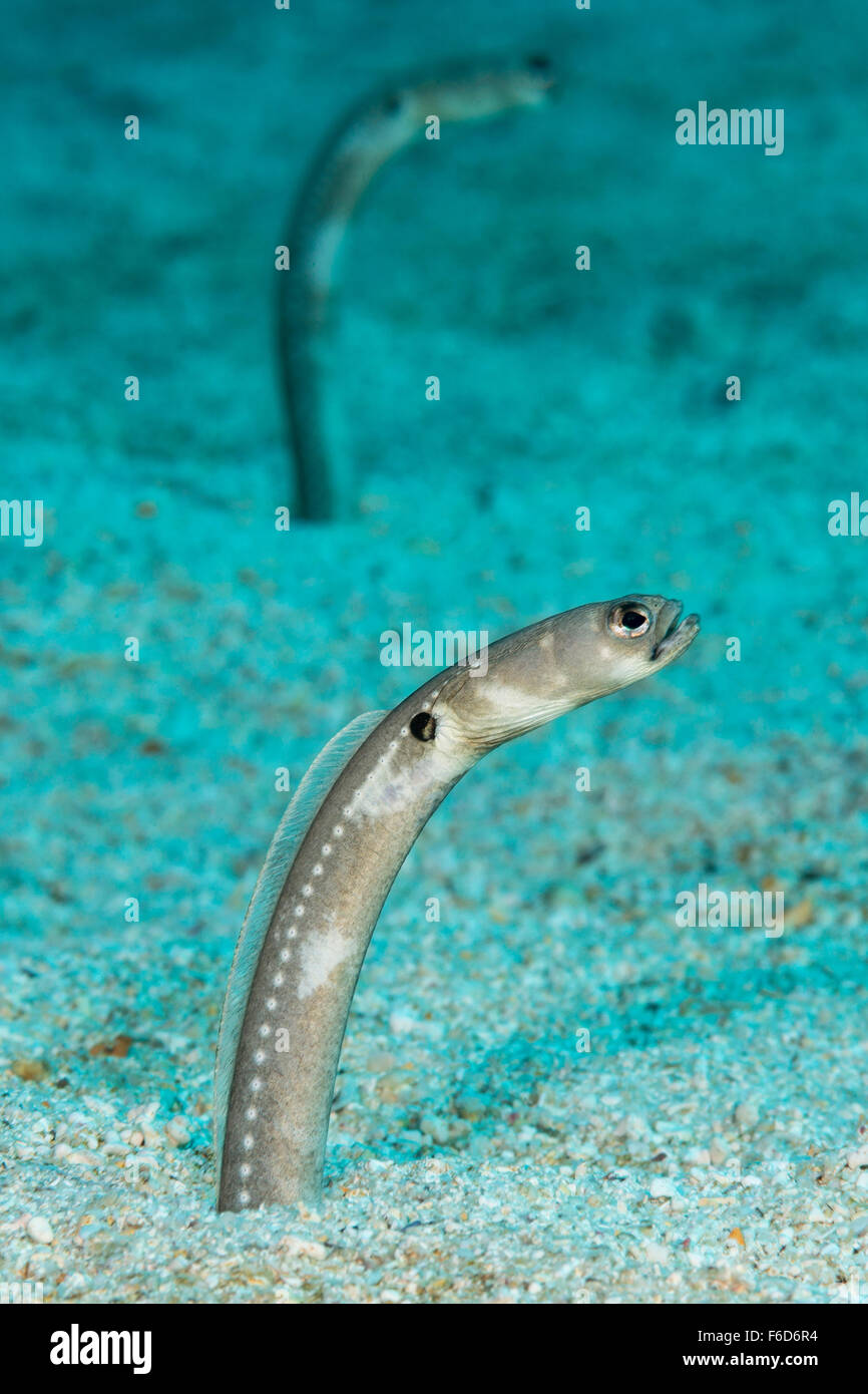 Digueti Fotos und Bildmaterial in hoher Auflösung Alamy