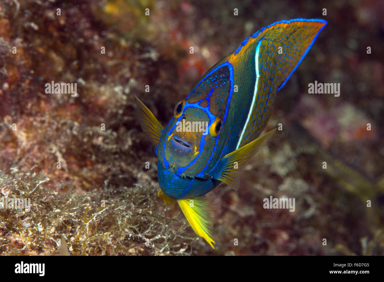 König Angelfish, Holacanthus Passer, La Paz, Baja California Sur, Mexiko Stockfoto