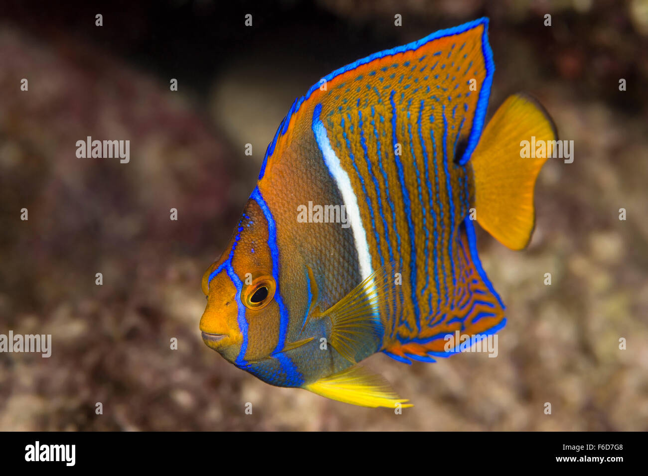 König Angelfish, Holacanthus Passer, La Paz, Baja California Sur, Mexiko Stockfoto