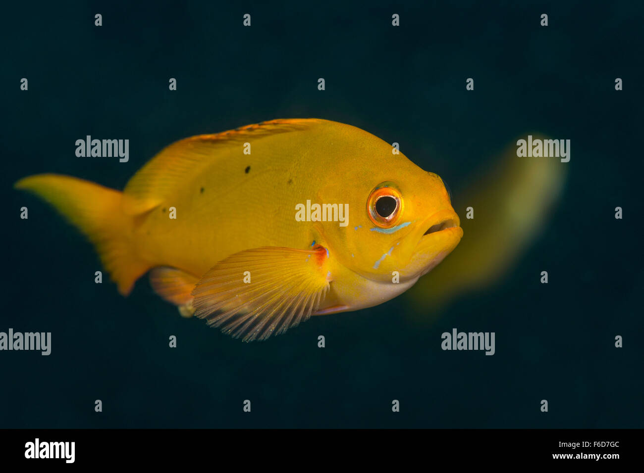 Juvenile Pazifik Creolefish, Paranthias Kolonos, La Paz, Baja California Sur, Mexiko Stockfoto