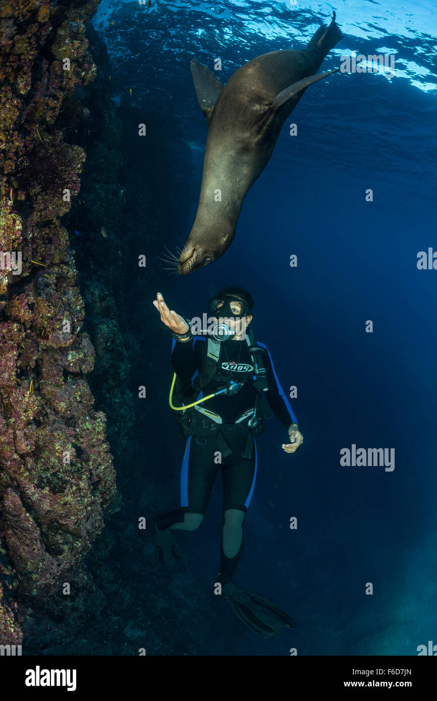 Kalifornien Seelöwen spielen mit Taucher, Zalophus Californianus, La Paz, Baja California Sur, Mexiko Stockfoto